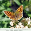 lycaena virgaureae dombay female